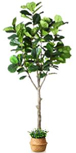 10 Feet Fiddle Leaf Fig Tree