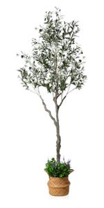 7 Feet Olive Tree