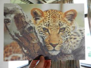 OK3D whole 3D animal Printing photo with strong 3d deep depth effect printed by UV offset printer