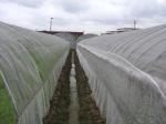 Anti Insect Net 50x35mesh，growing and agriculture using,greenhouse using 50-140g