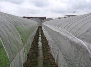  Anti Insect Net 50x35mesh，growing and agriculture using,greenhouse using 50-140g/m2 0.5m-6m width black,white Manufactures