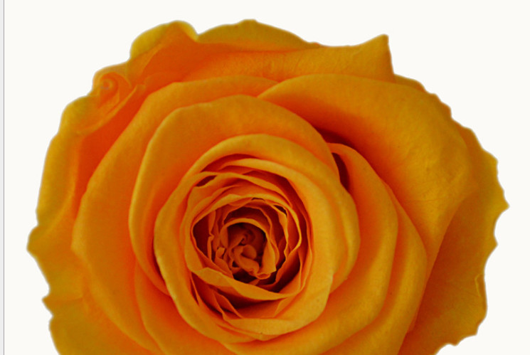 Buy cheap Colorfull Rose/Preserved Rose/Preserved Flower/Fresh Flower from wholesalers