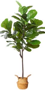 50 Inch Fiddle Leaf Fig Tree