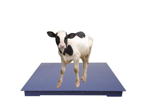 Quality Stainless Steel Plate Heavy Duty Floor Scales Industrial Weighing Scales for sale