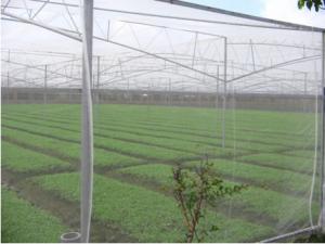  Green House Using Anti-insect screen 40x25 mesh，PE Plant Anti Insect Net,Mosqutio Screen Manufactures