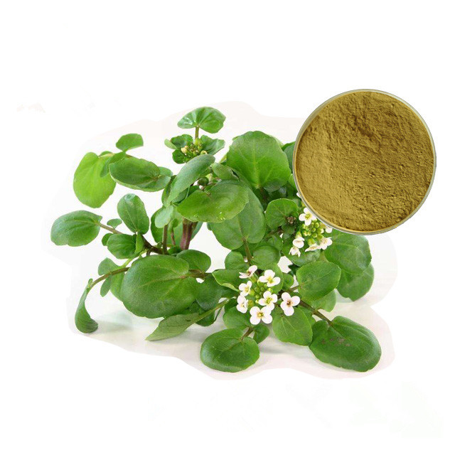 China Whole Herb Plant Extract Powder Watercress Extract Nasturtium Officinale on sale