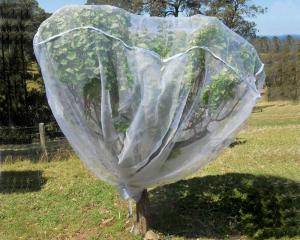 Fruit Tree Net, 20-50mesh,0.5-6.0m,green and white,protect the trees,Agricultural Plastic Products Manufactures