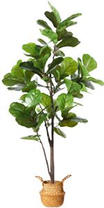 65 Inch Fiddle Leaf Fig Tree