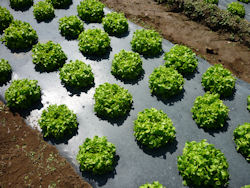 Agricultural plastic mulch film from high quality supplier