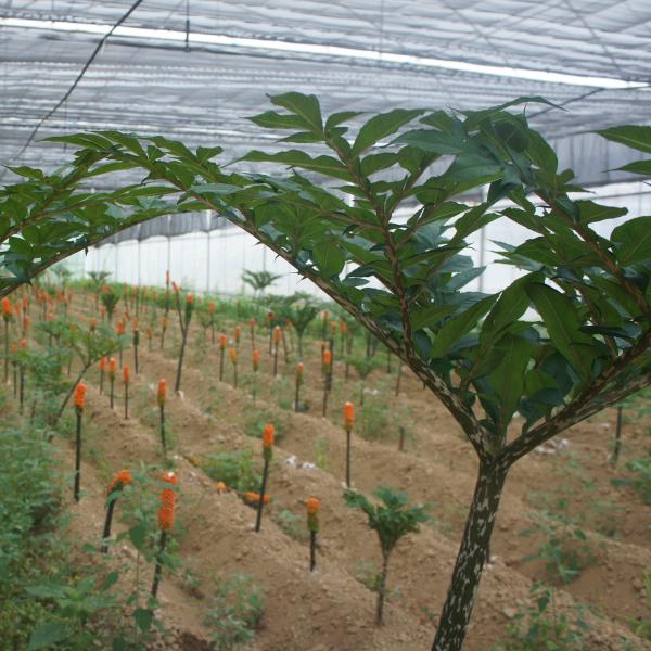 Food Additives Konjac Jelly Powder with Smooth Texture Rich in Glucomannan and Health Benefits