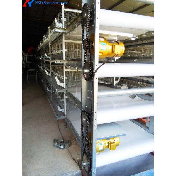 Chicken Automatic Manure Cleaning System Of Poultry House Cage Feeding
