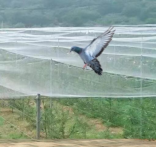 40 50 60 Mesh 125g Agriculture Greenhouse Anti Insect Net With Acceptable Printing