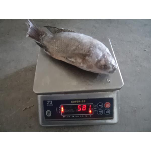 Frozen Tilapia Fish Gutted Scaled ,IQF,IWP PACKING