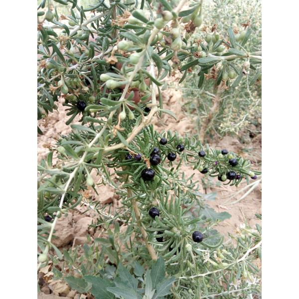 Qinghai wild black wolfberry wholesale Black Goji Berry , OEM Service 250G/500G/1KG/10KGS, bags in carton box packing