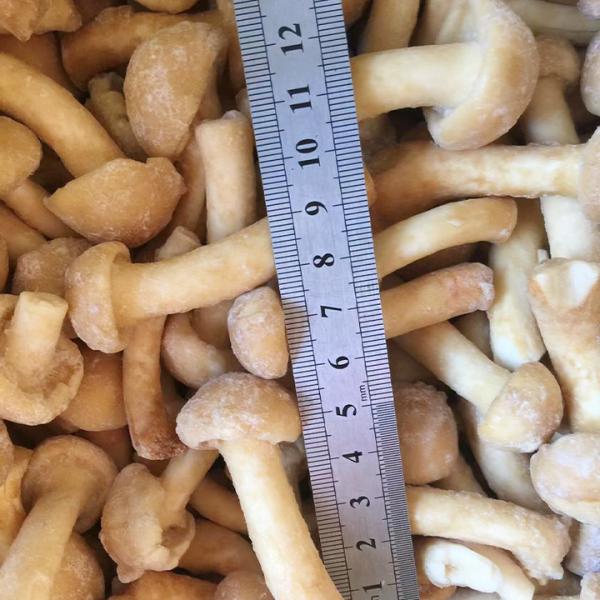 Wild Cultivated Organic Mushrooms Healthy Natural Nutritious Fresh Whole Frozen Mushroom IQF Frozen Nameko