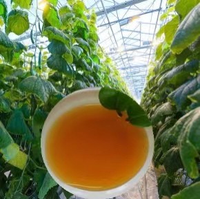 50% Enzymolysis Amino Acid Organic Liquid Fertilizer 8% Organic Nitrogen