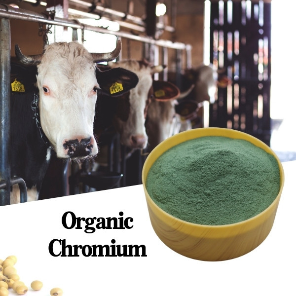 25% Amino Acid Chromium Picolinate Protein Chromium Feed Additive Improve Sow Litter Size