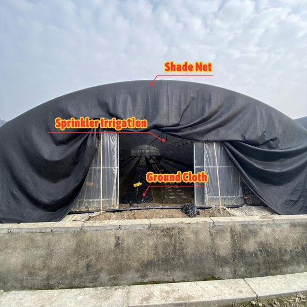 Galvanized Steel Frame Mushroom Growing Shade Net Greenhouse for Agricultural Cultivation