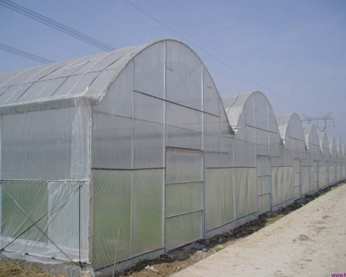 Multi-Span Tunnel Greenhouse