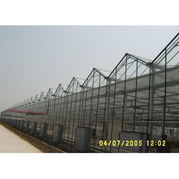 Large Space Double Glazed Greenhouse , Venlo Type Tomato Plant Greenhouse