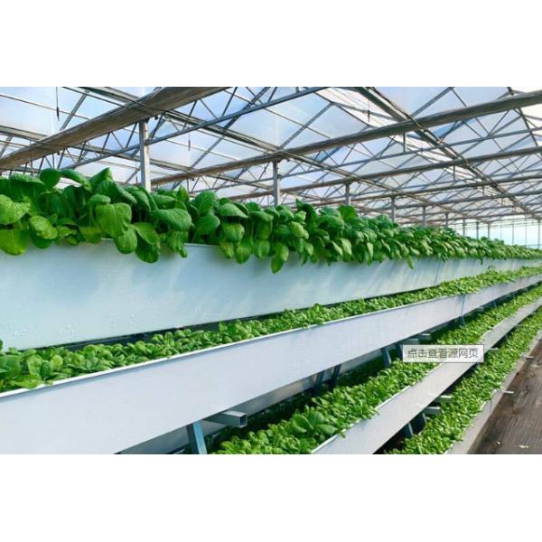 Tomato Plant  Hydroponic Good Weather Resistance Agricultural Greenhouse