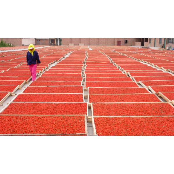 Factory Supply High Grade Dried Goji Berries Wolfberry New Crop Organic Goji Berries / Chinese Wolfberry