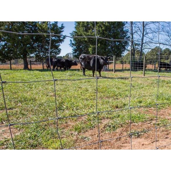 Farm Agricultural Field  High Tensile Cattle Fence 100m Length