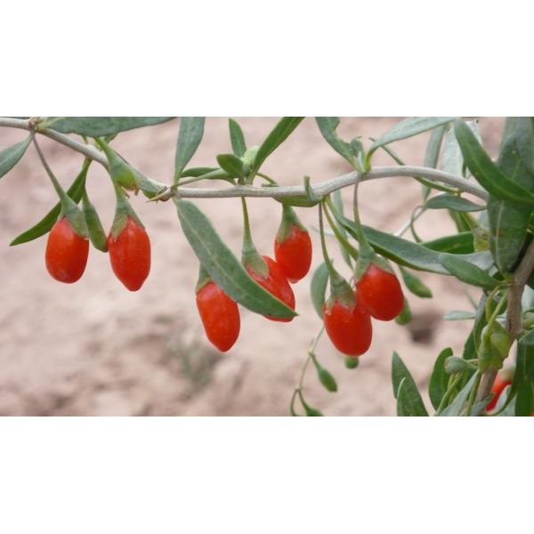 Amorberry Goji Berry/Wolfberry/Lycium Barbarum organic medlar wholesale from Ningxia factory