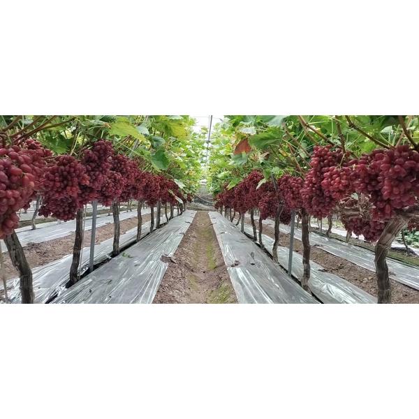 Enzymatic Amino Acid 80% 85% Powder Organic Fertilizer For Garden Lawn