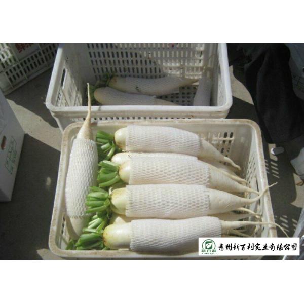 Healthy Fresh White Radish , Clean Giant White Radish Without Pollution