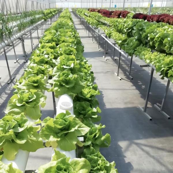 Agricultural Glass Greenhouse Retreat for Crops Customized Request US 20/Square Meter