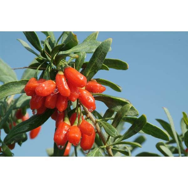 NOP EU Certified Organic Goji juice concentrate 100% goji berry juice concentrate the lycium chinese of ningxia