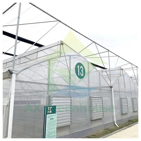 Poly Plastic Film Tunnel Multi-span Agricultural Vegetable Growing Greenhouse