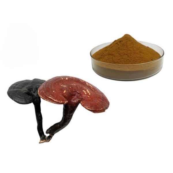 50% Purity Ganoderma Lucidum Reishi Mushroom Extract Powder