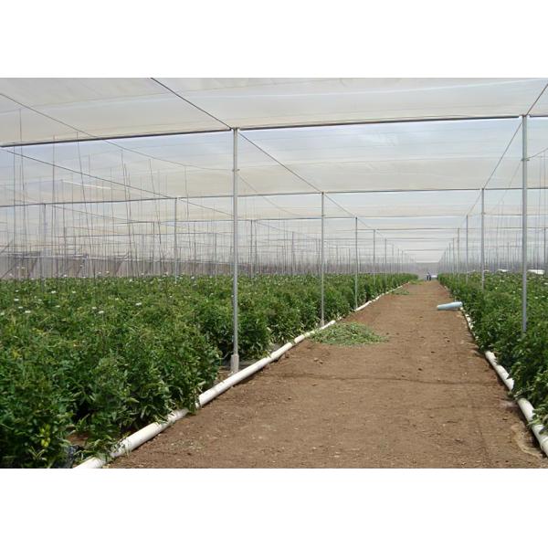 Economical Anti Insect Net For Greenhouse Efficient For Vegetable Cultivation