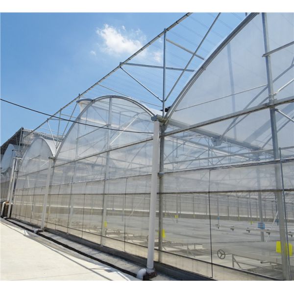 Modern Farming Agricultural Poly Tunnel Plastic Film Tomato Greenhouses