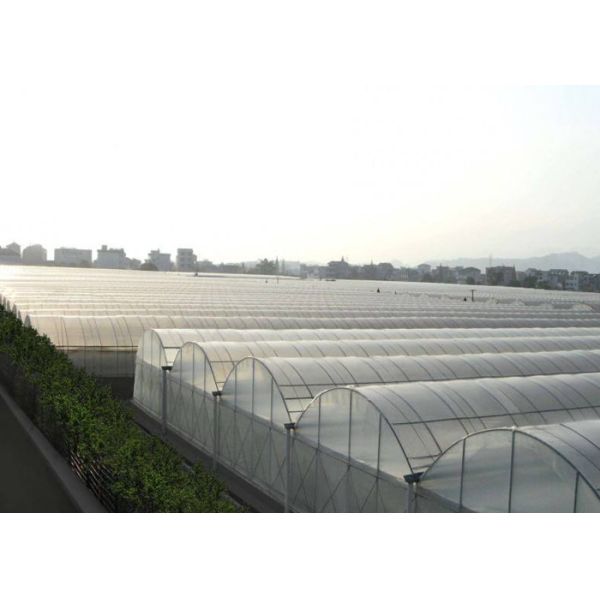Multi Span Hydroponic Tunnel Plastic Cover Greenhouse