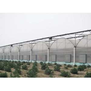 Plastic Film Greenhouse