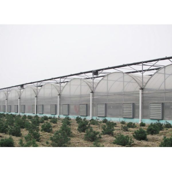 Anti Wind Climate Control Lettuces Multi Tunnel Greenhouse