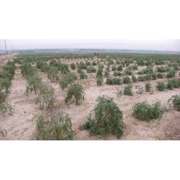 Amorberry Goji Berry/Wolfberry/Lycium Barbarum organic medlar wholesale from Ningxia factory
