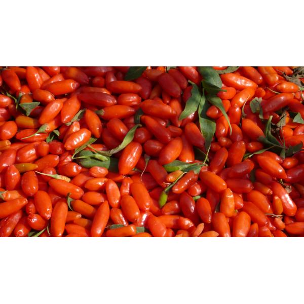 Amorberry Goji Berry/Wolfberry/Lycium Barbarum organic medlar wholesale from Ningxia factory