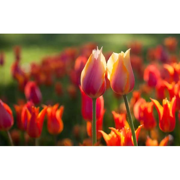 Amino Acid Chelate Micro Elements 15% For Severe Elements Deficiency Supplement