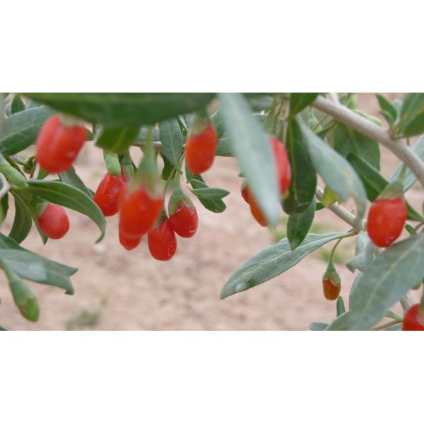 Amorberry Goji Berry/Wolfberry/Lycium Barbarum organic medlar wholesale from Ningxia factory