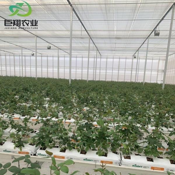 Juxiang Hydroponic Greenhouse Film Thinckness 120/150/180/200micron Eaves Height 3m-8m