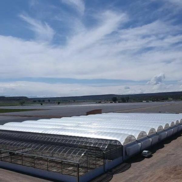 Industrial Tunnel Film Multispan Greenhouses with Hydroponic Technology and Materials