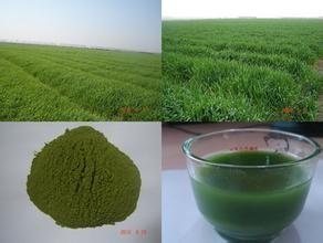  100% natural Bayley  grass powder,Organic Barley Grass powder,High quality Barley GrassPowder Manufactures
