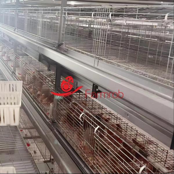 50000 Pullets Poultry Battery Cage System with Professional Laser Bending Techniques