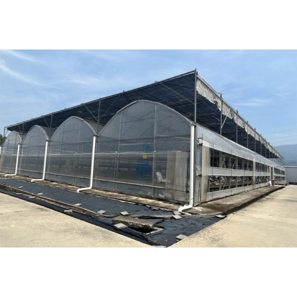 Commercial Agricultural Multi Span Film Vegetables Greenhouse With Irrigation System