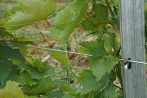 3.0mm Thickness Metal Grape Vine Trellis Post 275G Zinc For Grape Growing