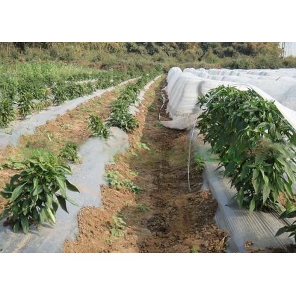 Vegetable Cover Agriculture Non Woven Fabric Lightweight Non Toxic OEM Available